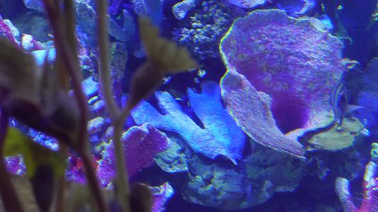 海洋生物觅食潜水海藻海带视频的预览图