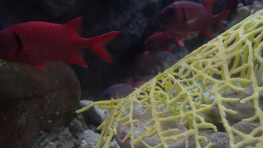 红色大眼仔金鳞鱼海洋馆鱼类视频的预览图