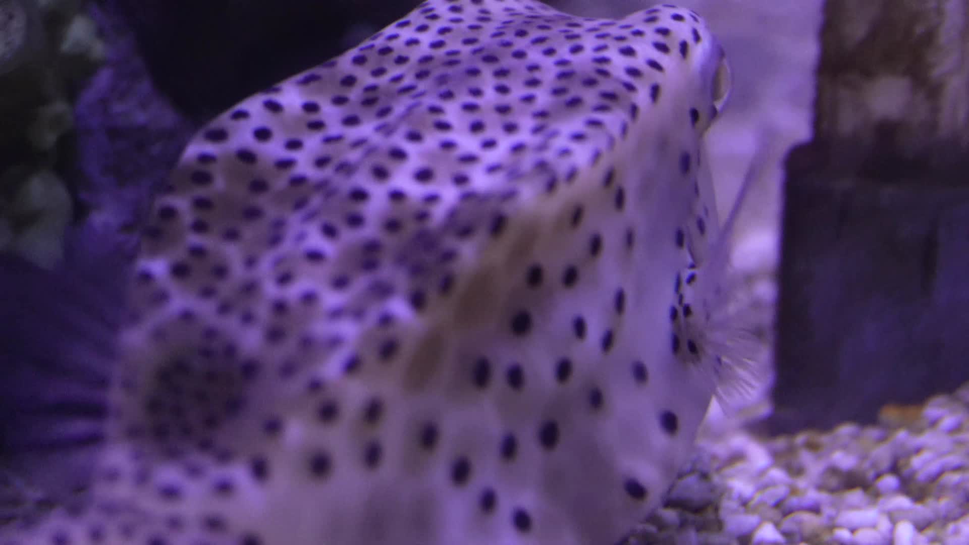 海缸水族河豚观赏鱼视频的预览图