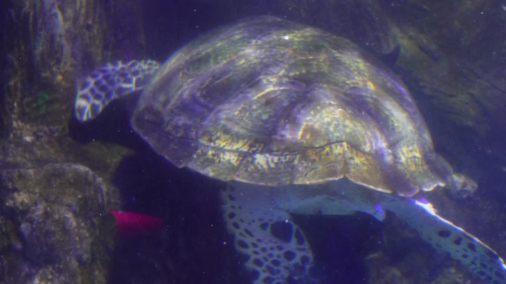 海洋馆大海龟海洋生物视频的预览图