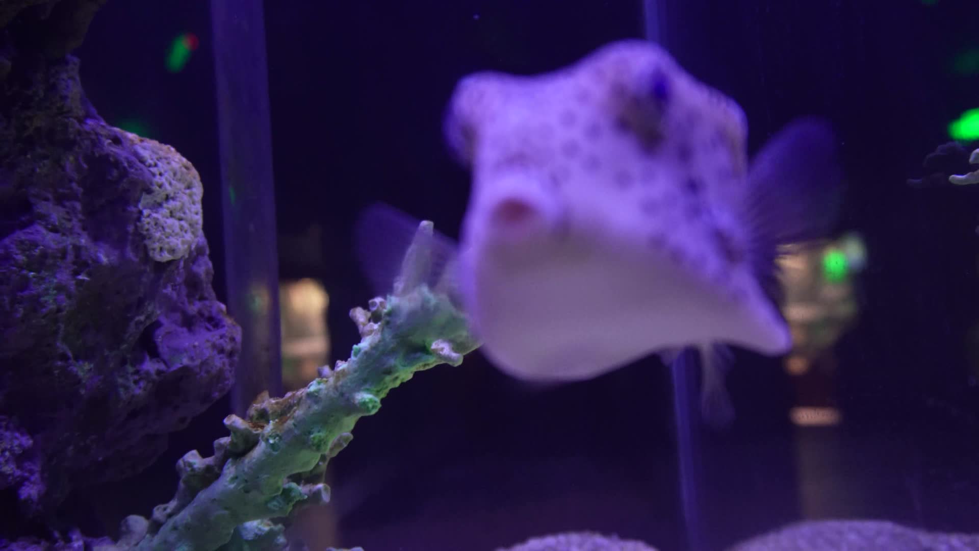 海缸水族河豚观赏鱼视频的预览图