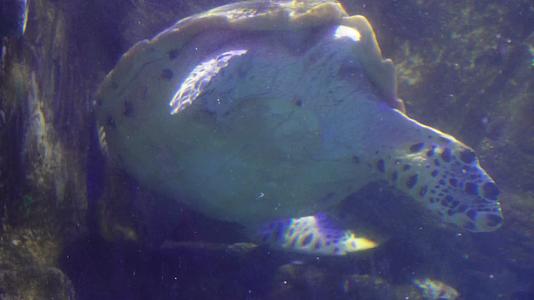海洋馆大海龟海洋生物视频的预览图