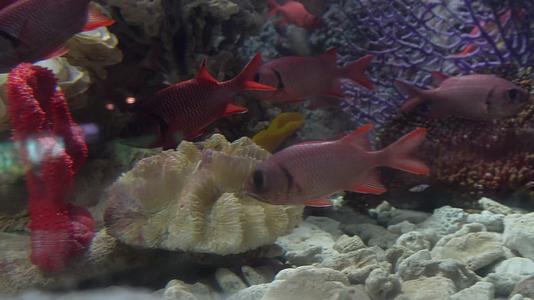 红色大眼仔金鳞鱼海洋馆鱼类视频的预览图