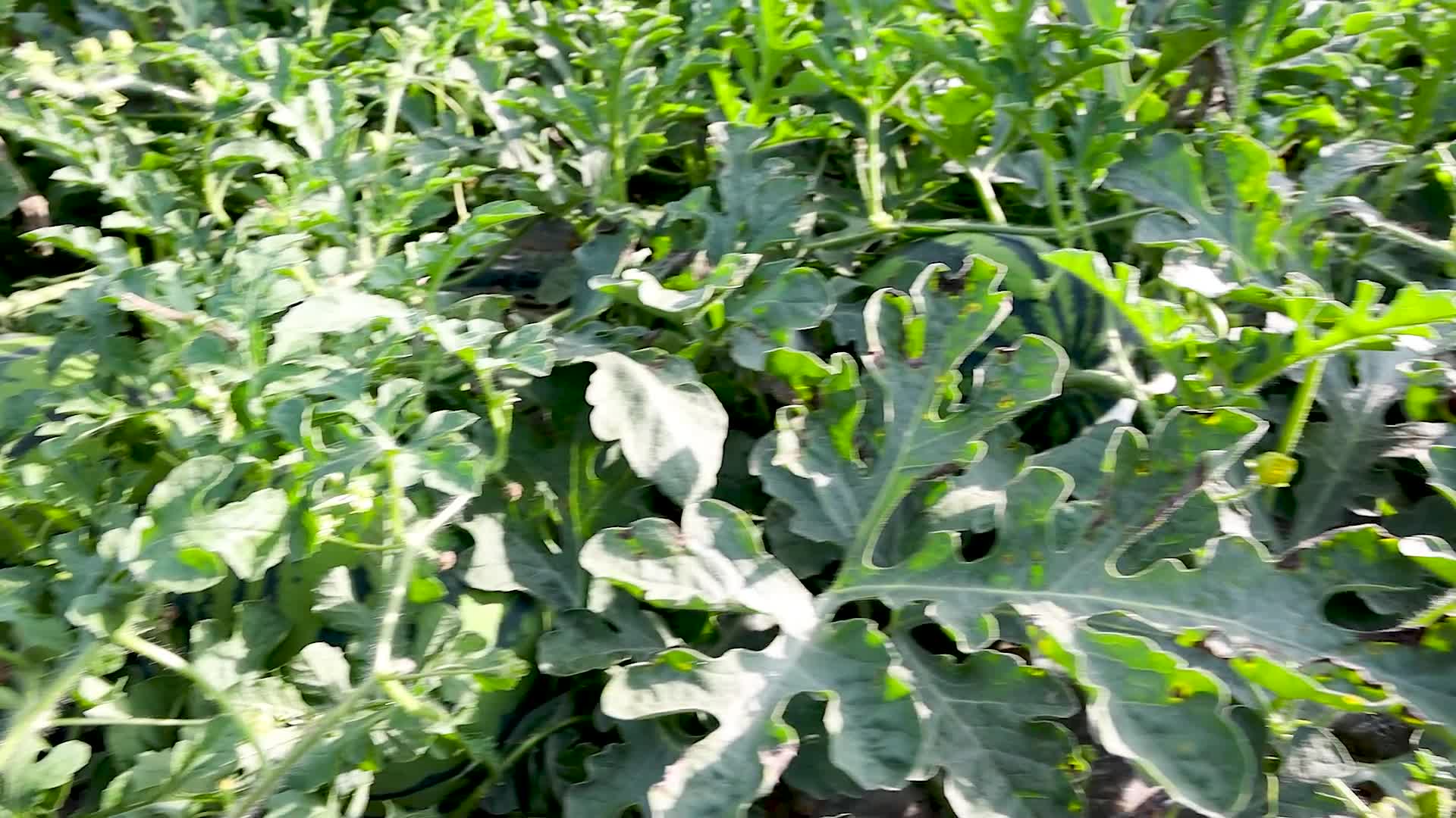 地瓜种植基地高清实拍视频
4k视频视频的预览图