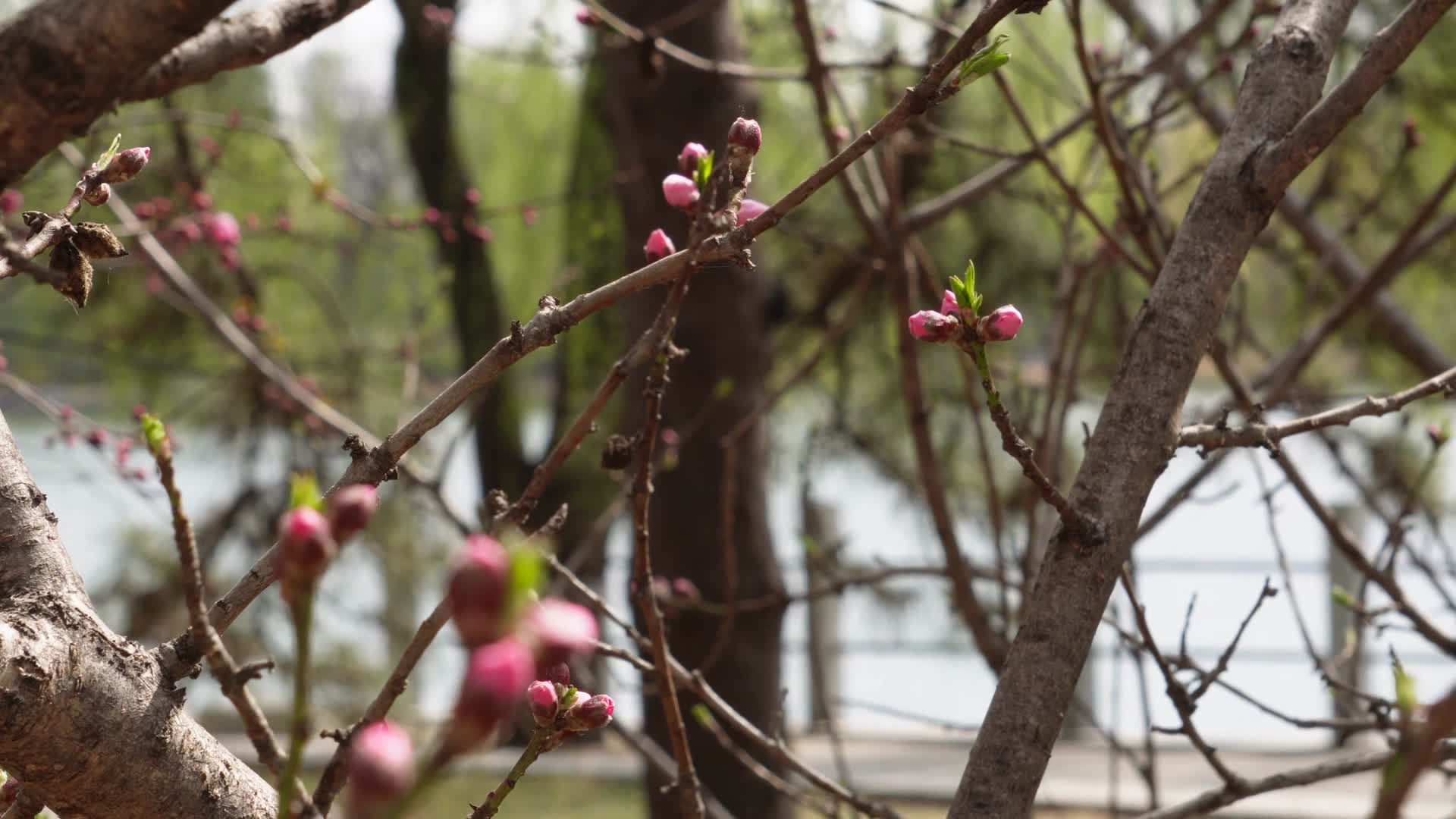 花苞花骨朵含苞待放春天萌芽视频的预览图