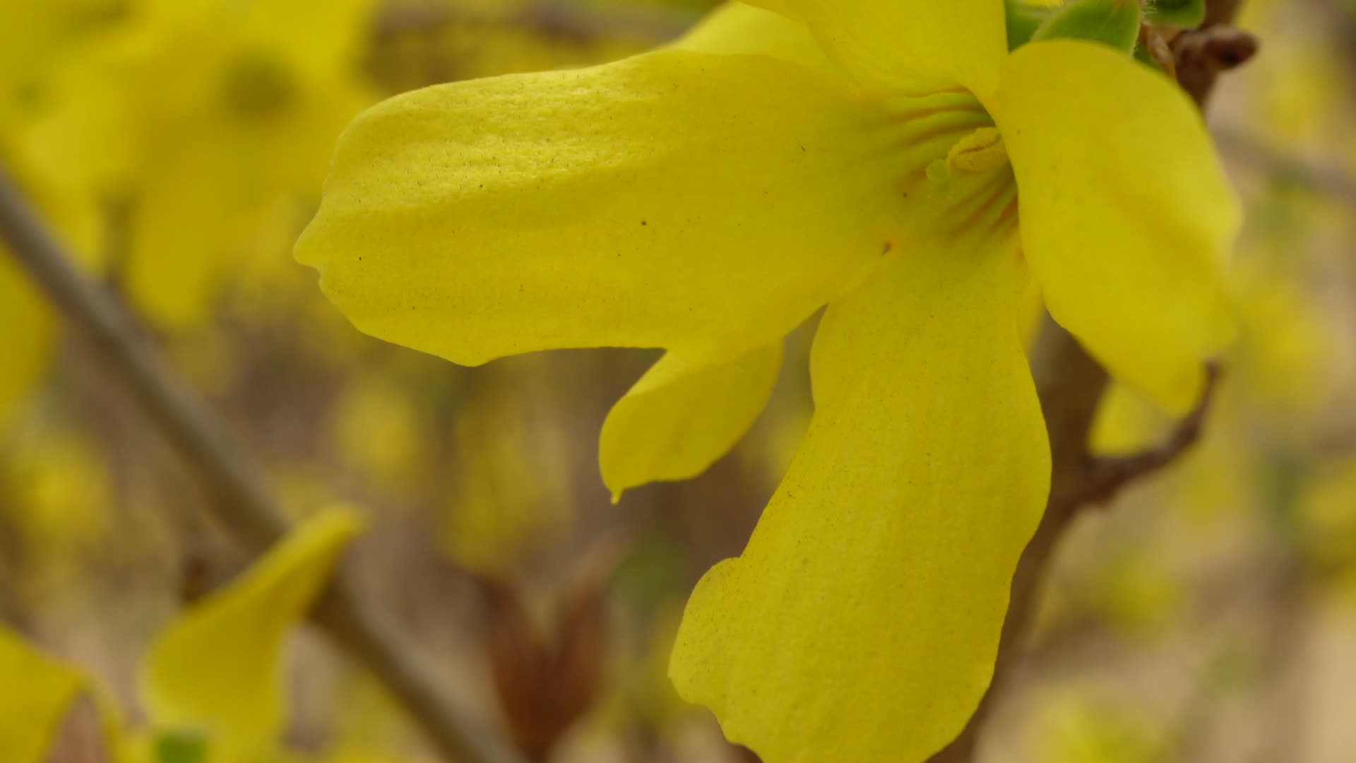 黄色花朵花蕊叶脉迎春花花园视频的预览图