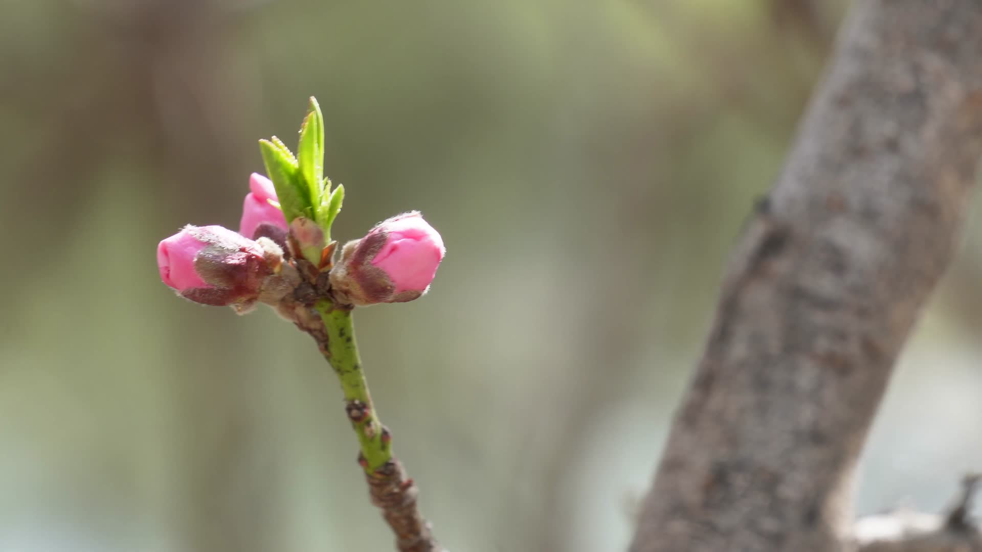 花苞花骨朵含苞待放春天萌芽视频的预览图