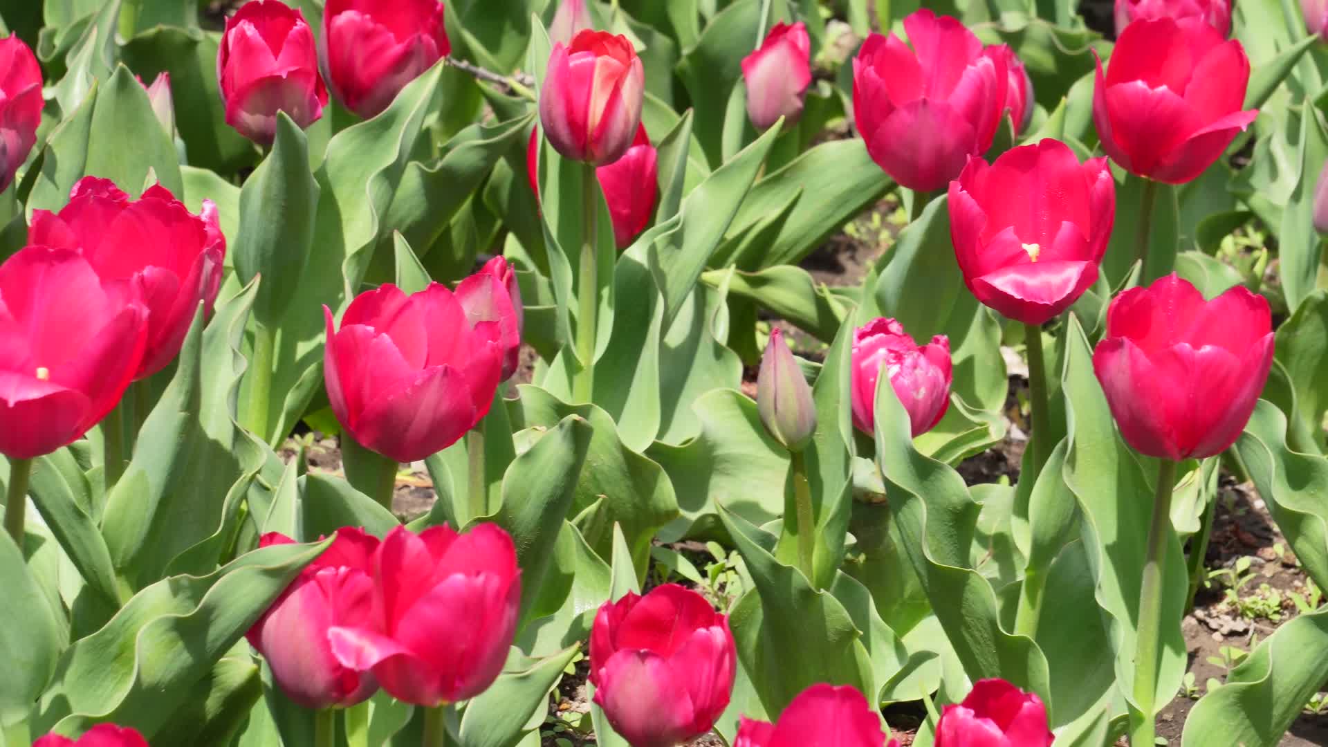 花卉园艺红色郁金香视频的预览图