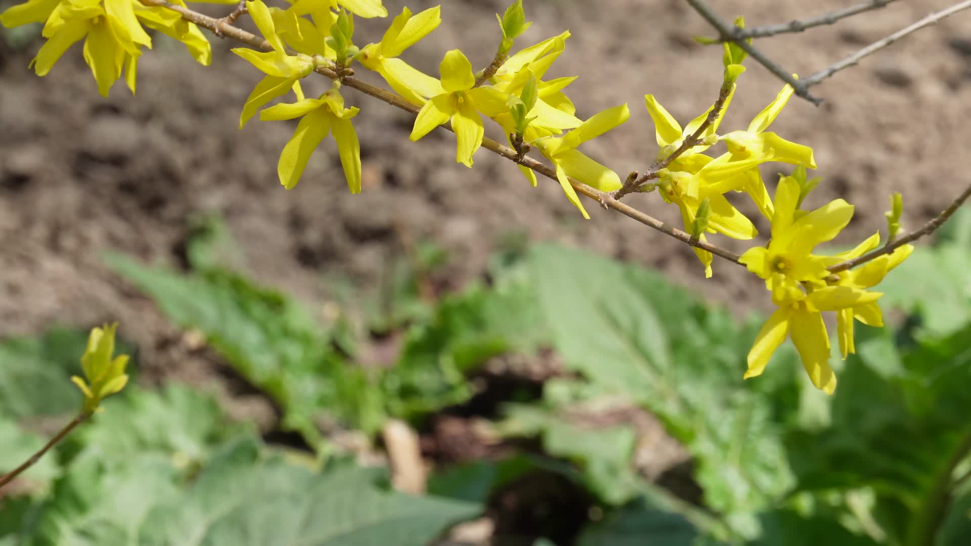 黄色鲜花迎春花植物园视频的预览图