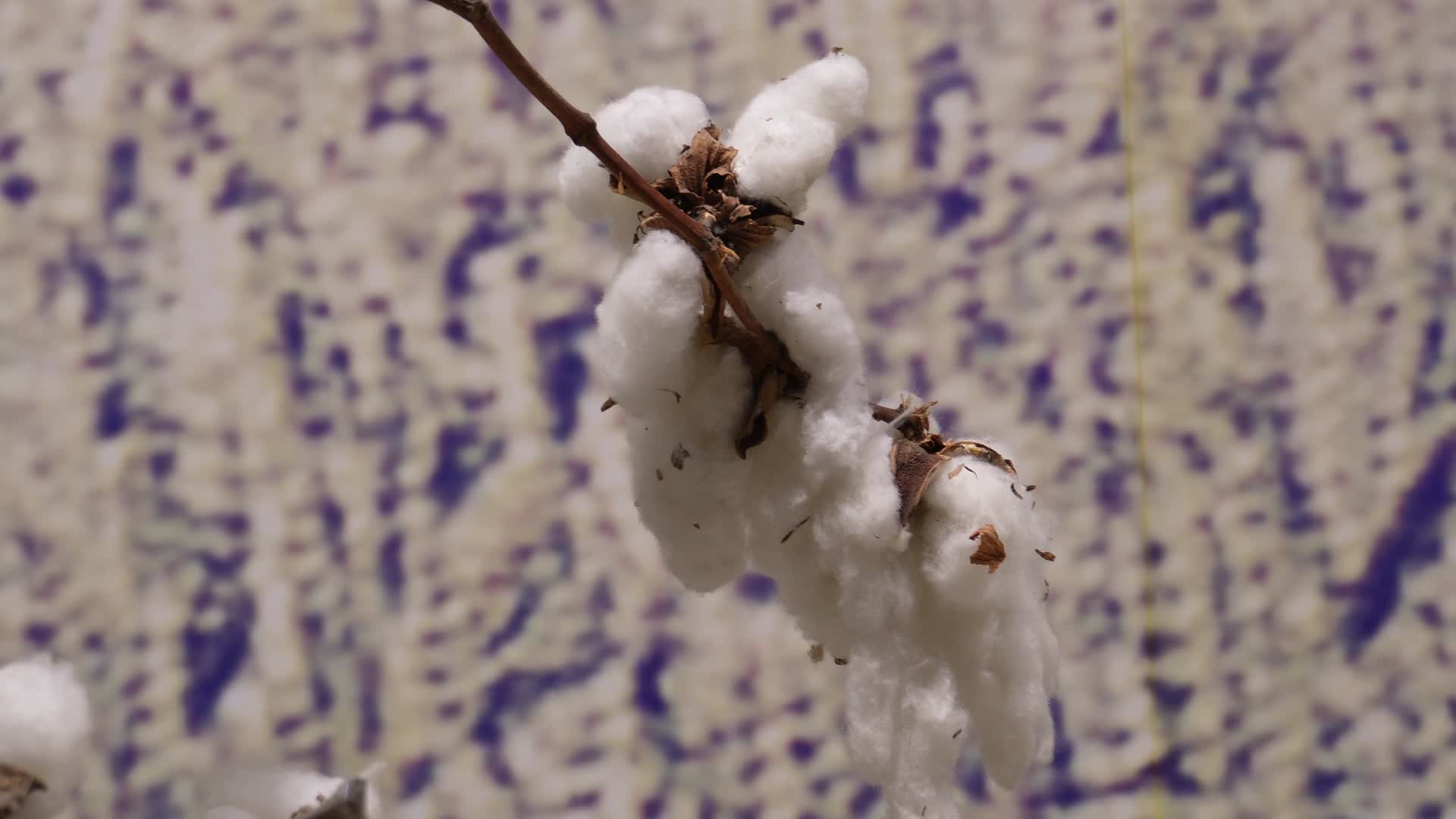 经济及作物棉花棉桃视频的预览图