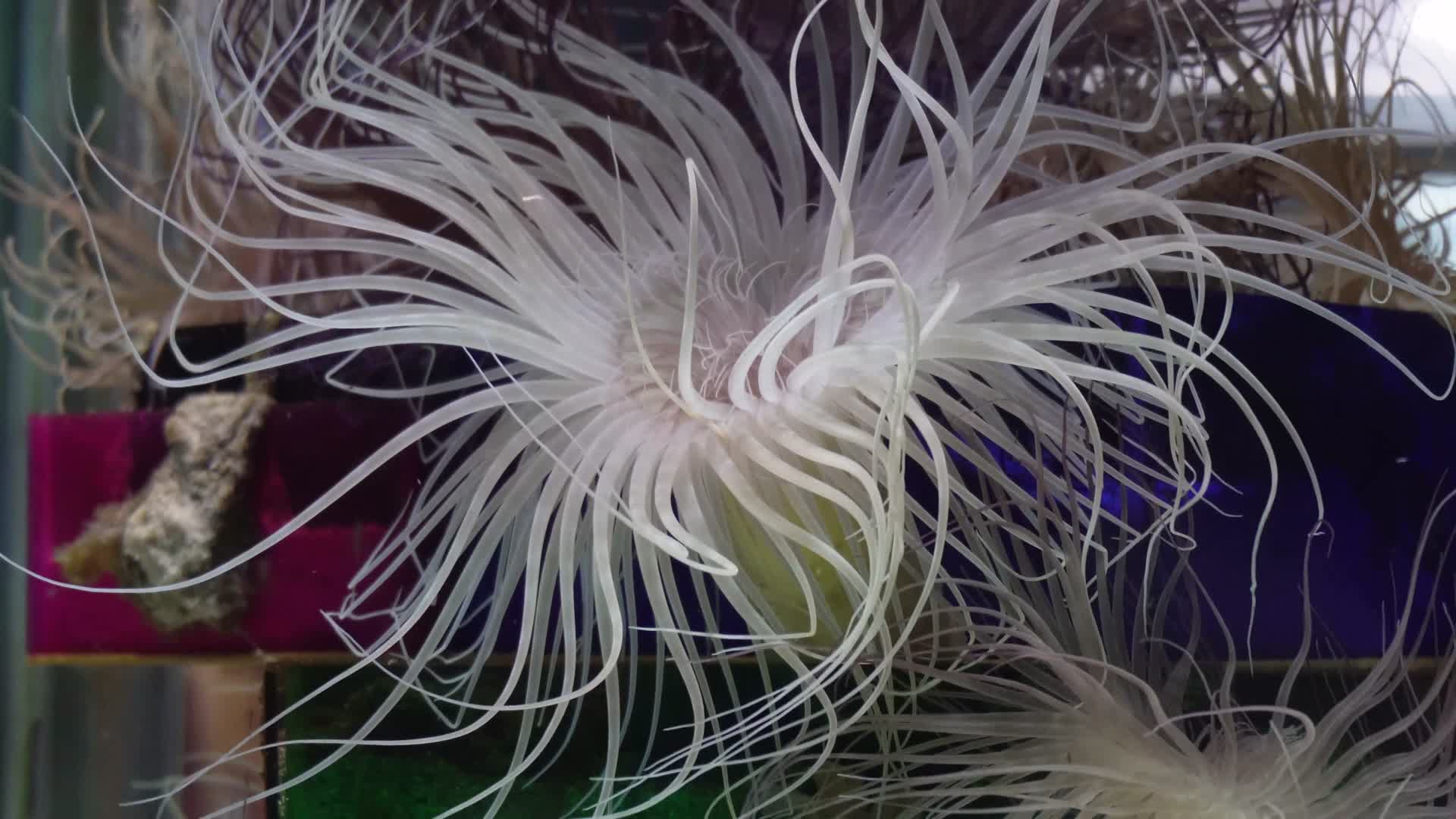 寄生在珊瑚礁石上的海葵触手捕食视频的预览图