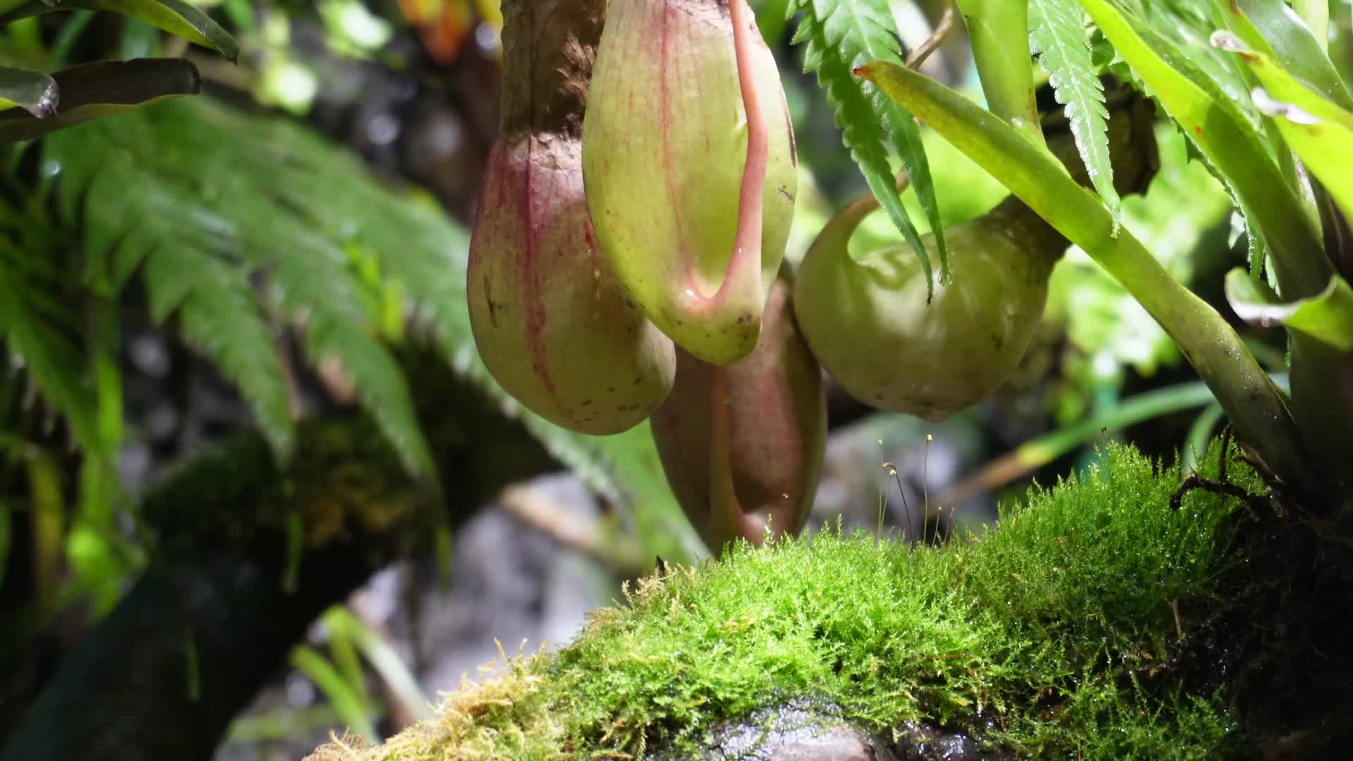 蕨类植物叶子热带雨林生物视频的预览图