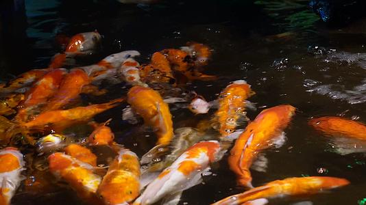 锦鲤鲤鱼富贵鱼池水池视频的预览图