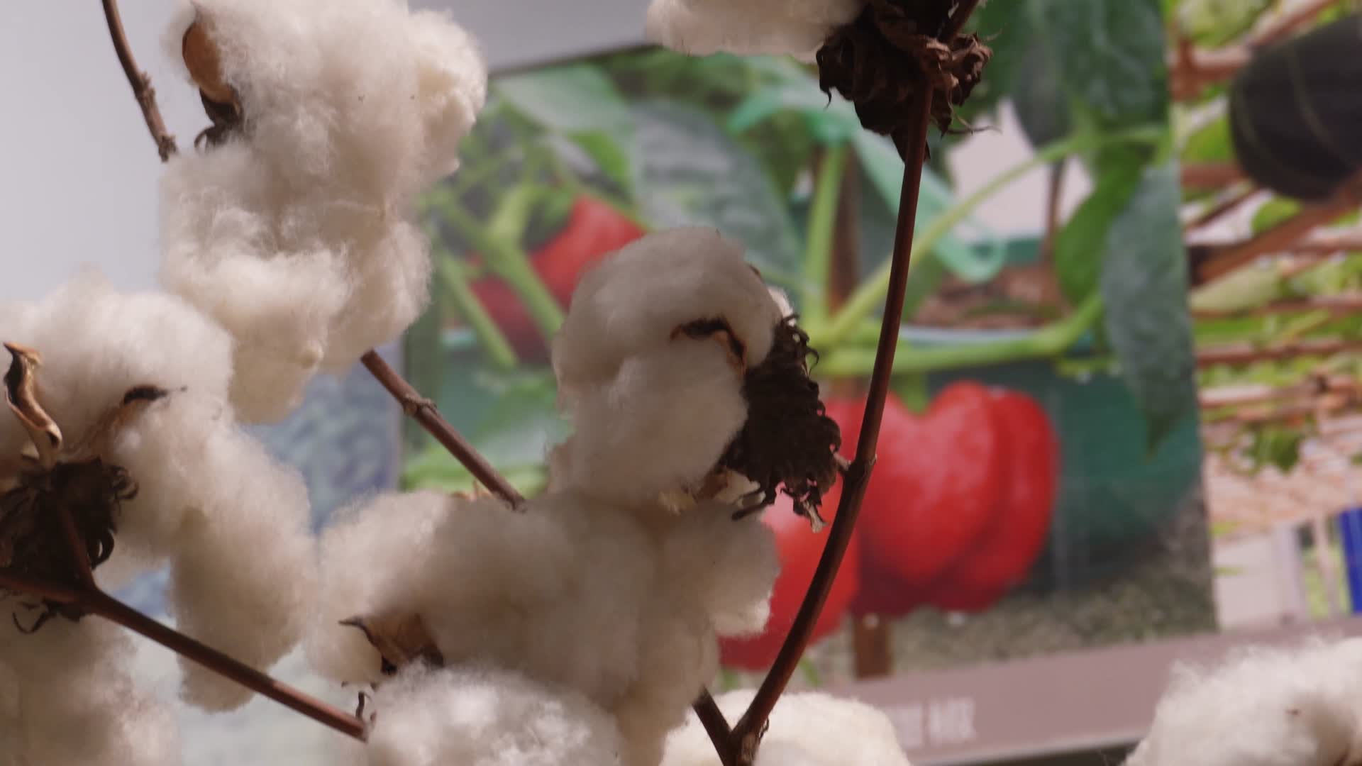 经济及作物棉花棉桃视频的预览图