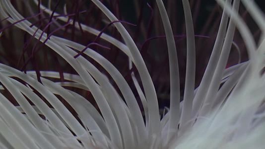 寄生在珊瑚礁石上的海葵触手捕食视频的预览图