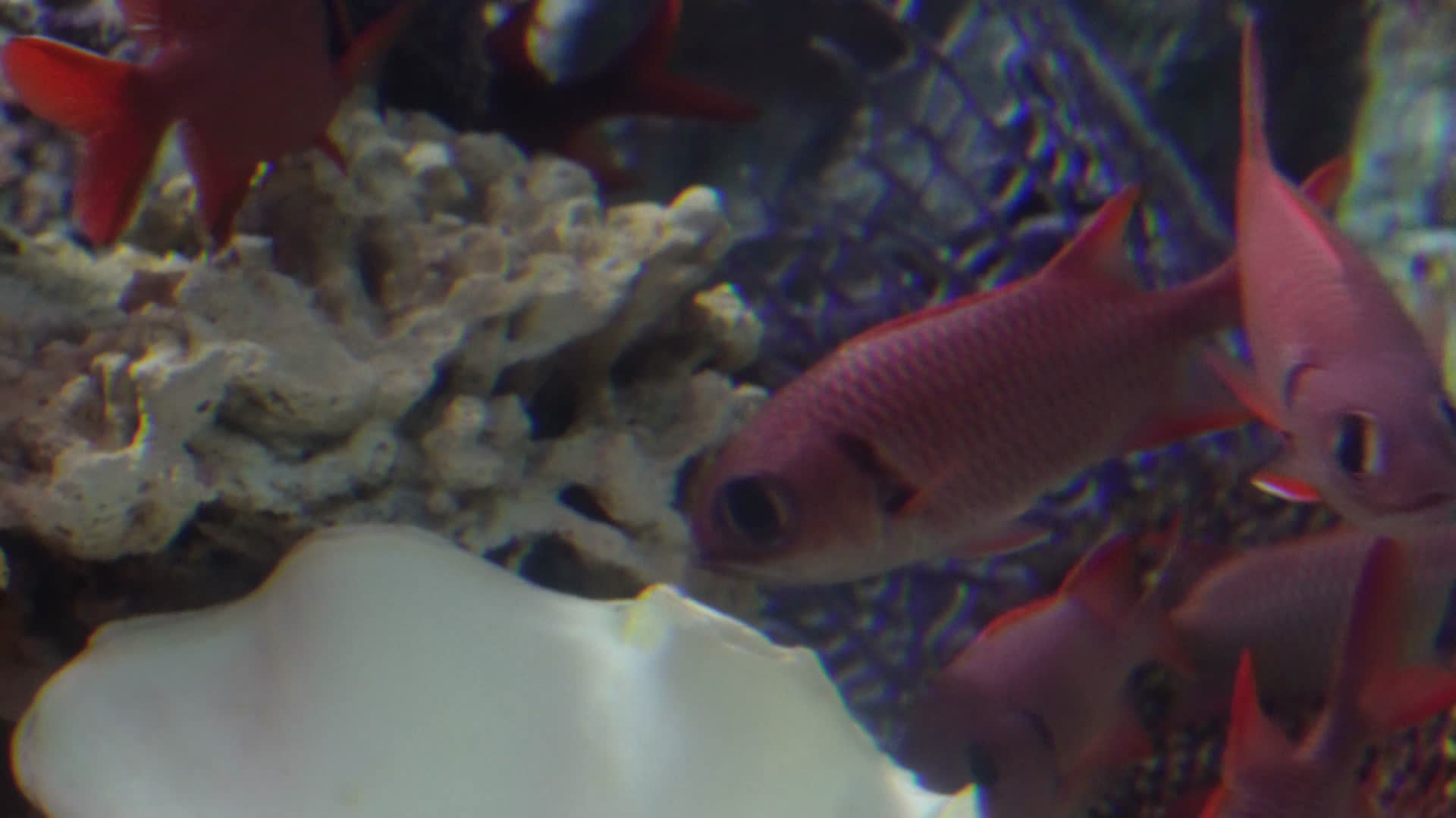 金鳞鱼大眼仔海水鱼观赏鱼视频的预览图