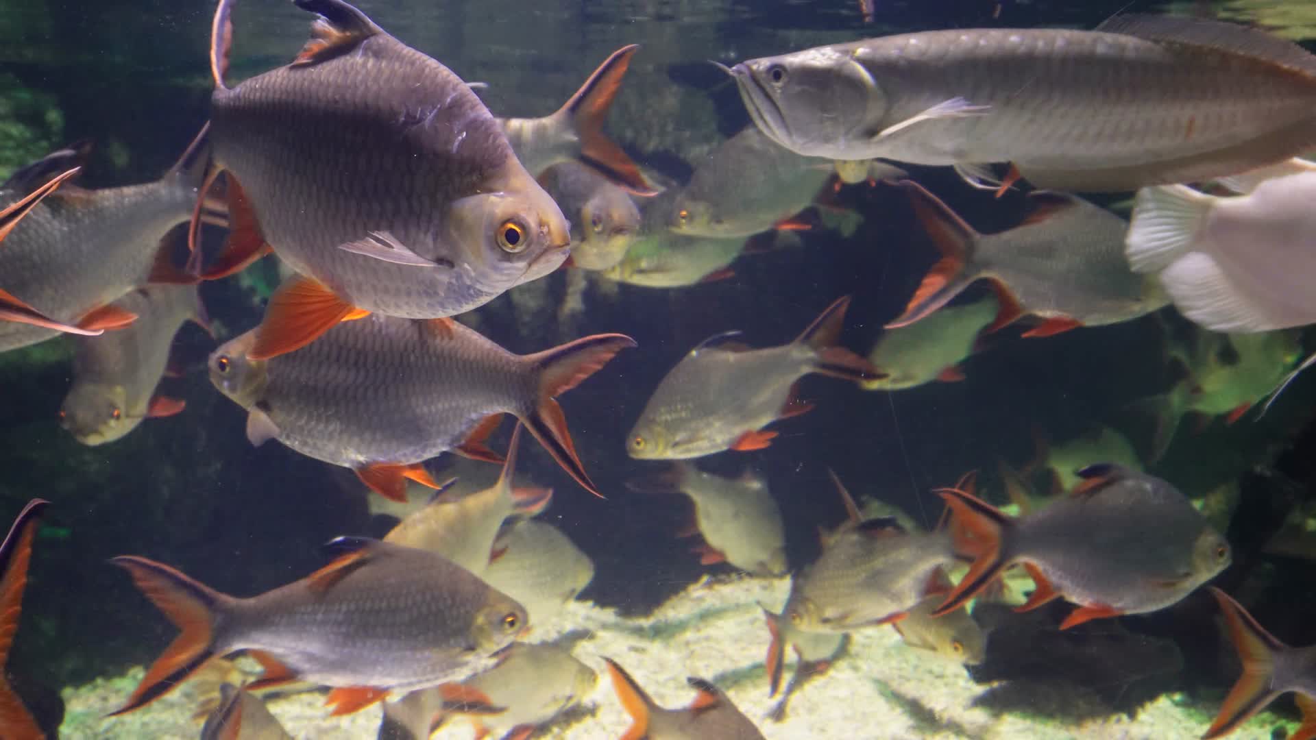 鲫鱼热带鱼雨林鱼类水下食人鱼视频的预览图