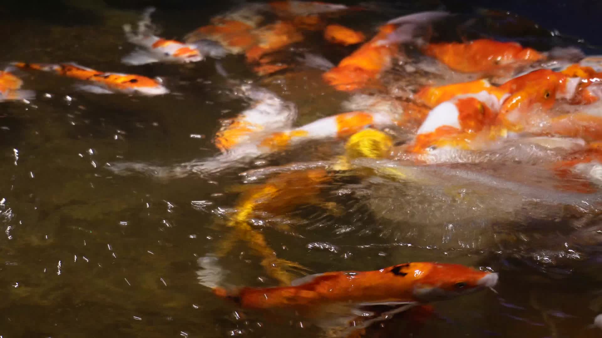 锦鲤鲤鱼富贵鱼池水池视频的预览图