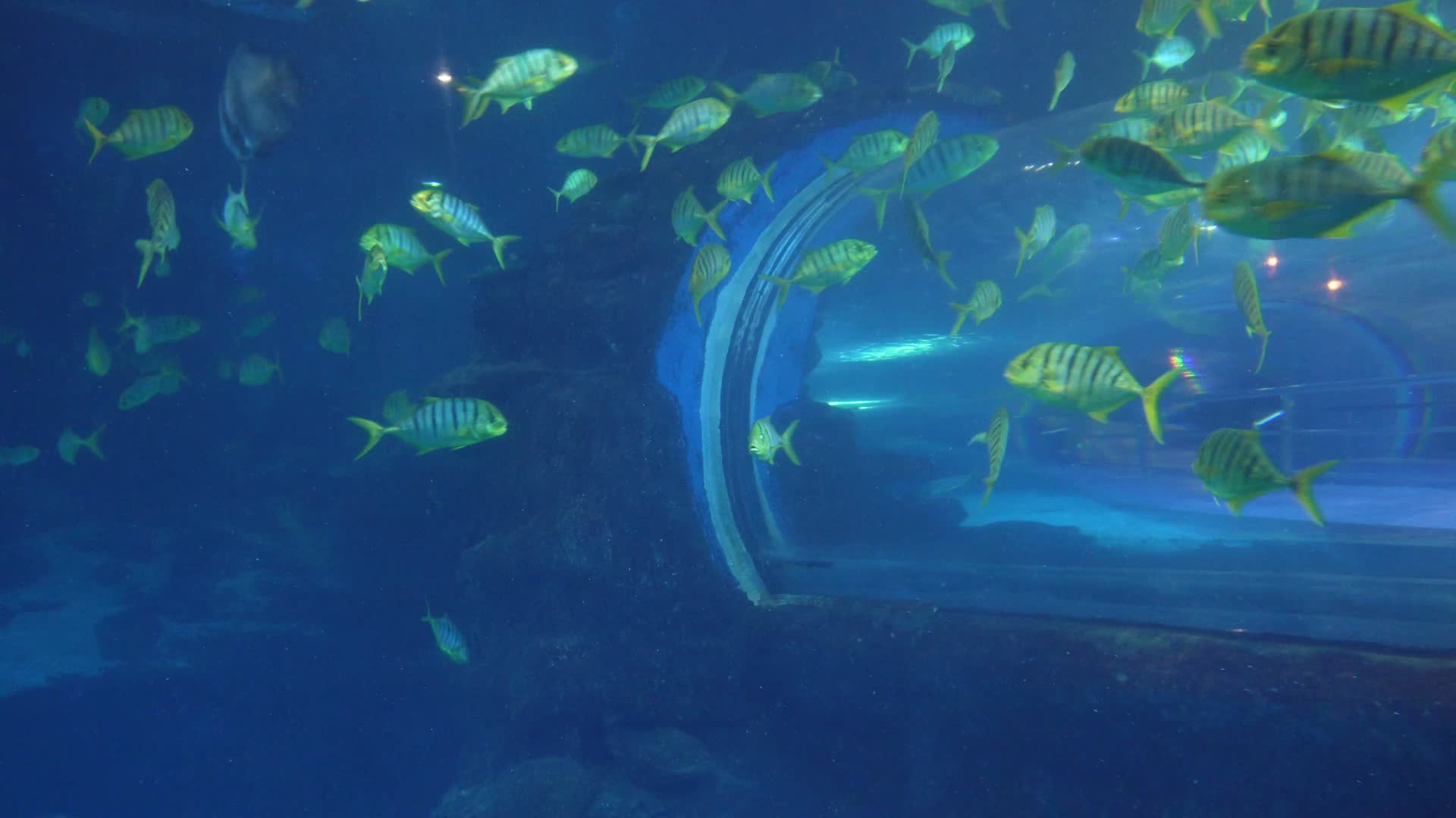 景点海洋馆的海底隧道视频的预览图