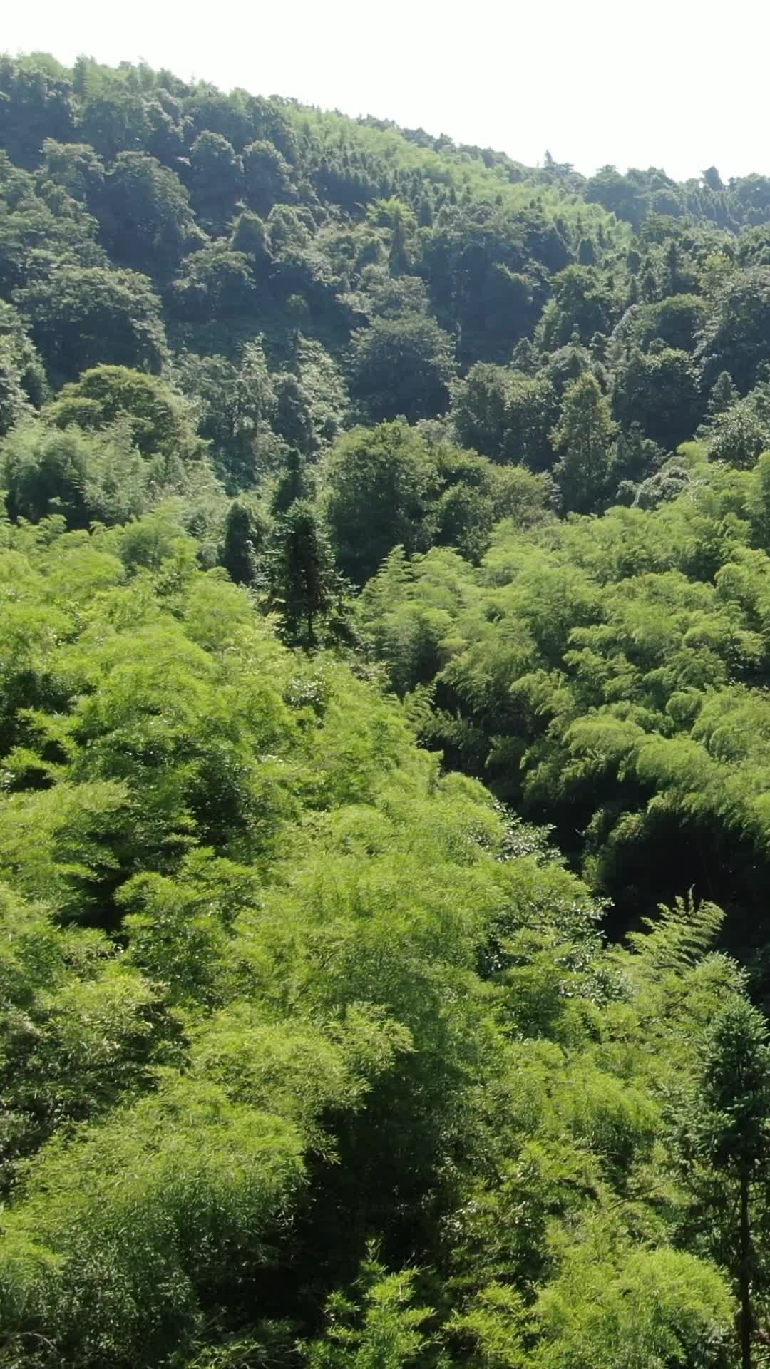 航拍大自然绿色森林植物竖屏视频的预览图