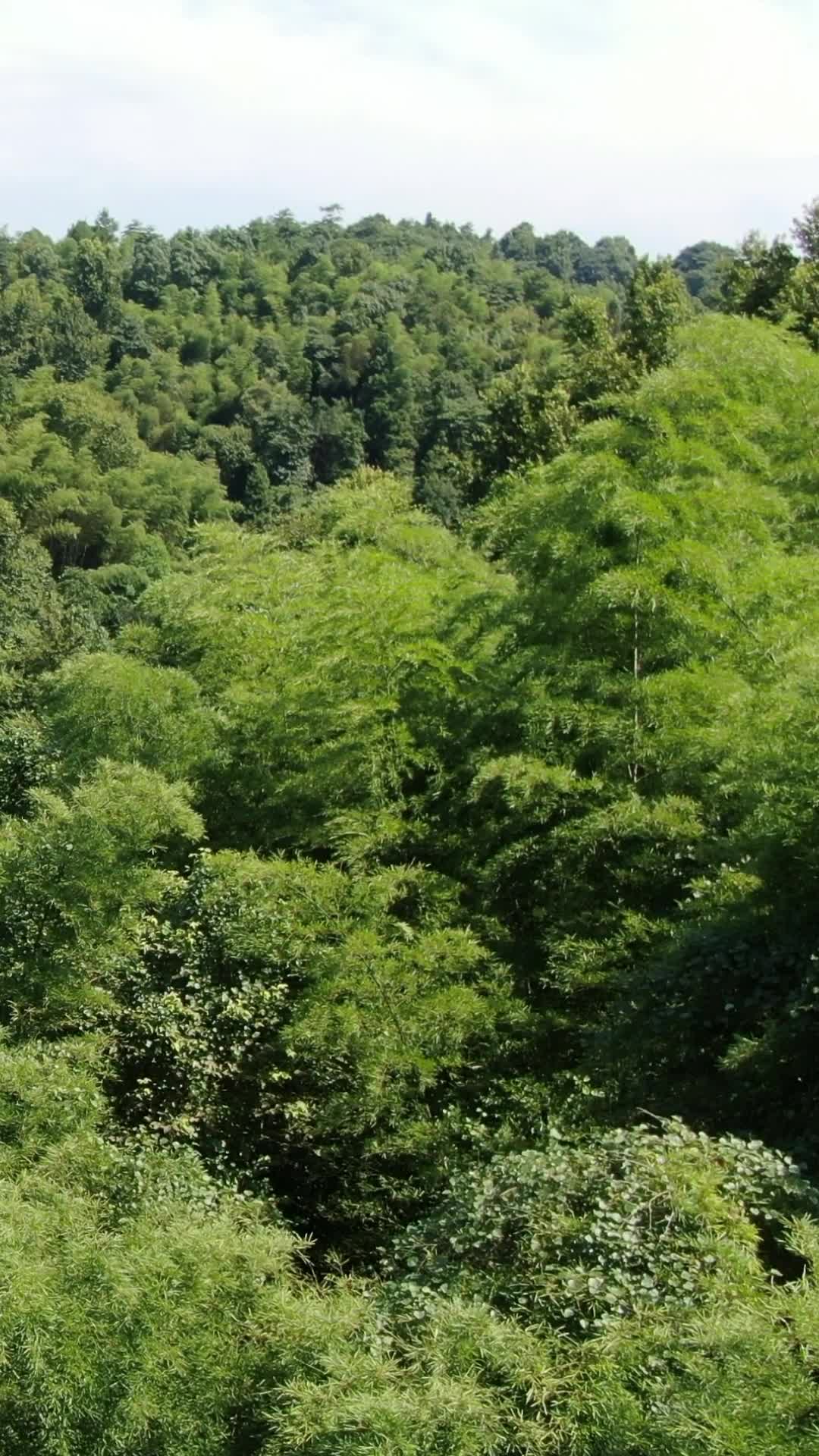 航拍祖国青山森林植物视频的预览图