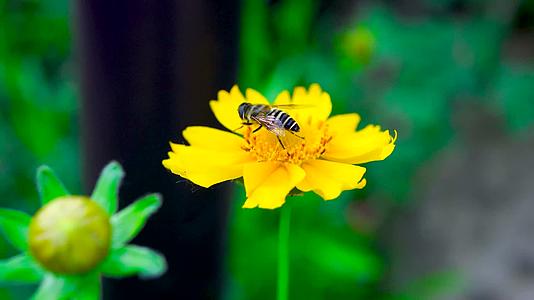 春天采花蜜的小蜜蜂视频的预览图