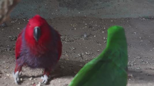 两只鹦鹉嬉戏鸟类漂亮羽毛视频的预览图