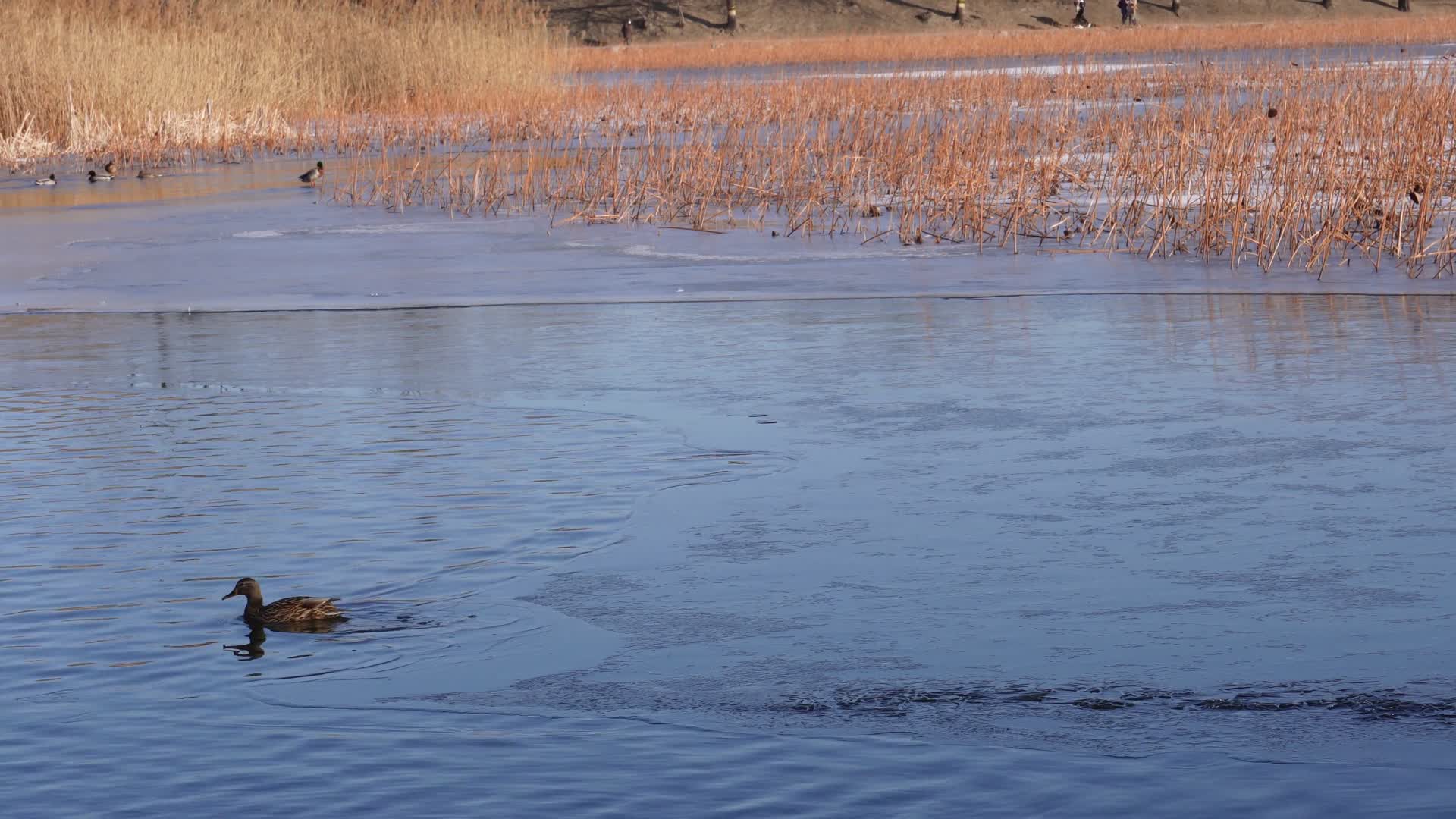 芦苇荡荷花池圆明园野鸭湖保护区视频的预览图