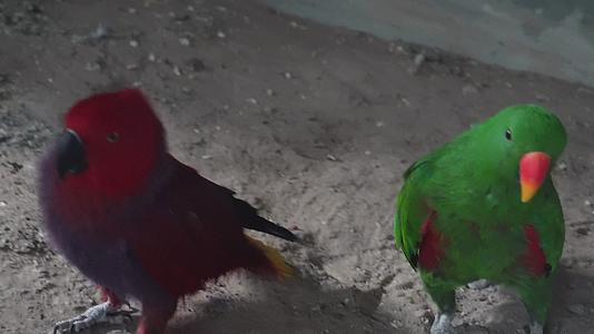 绿色鹦鹉和尚鹦鹉宠物鸟视频的预览图