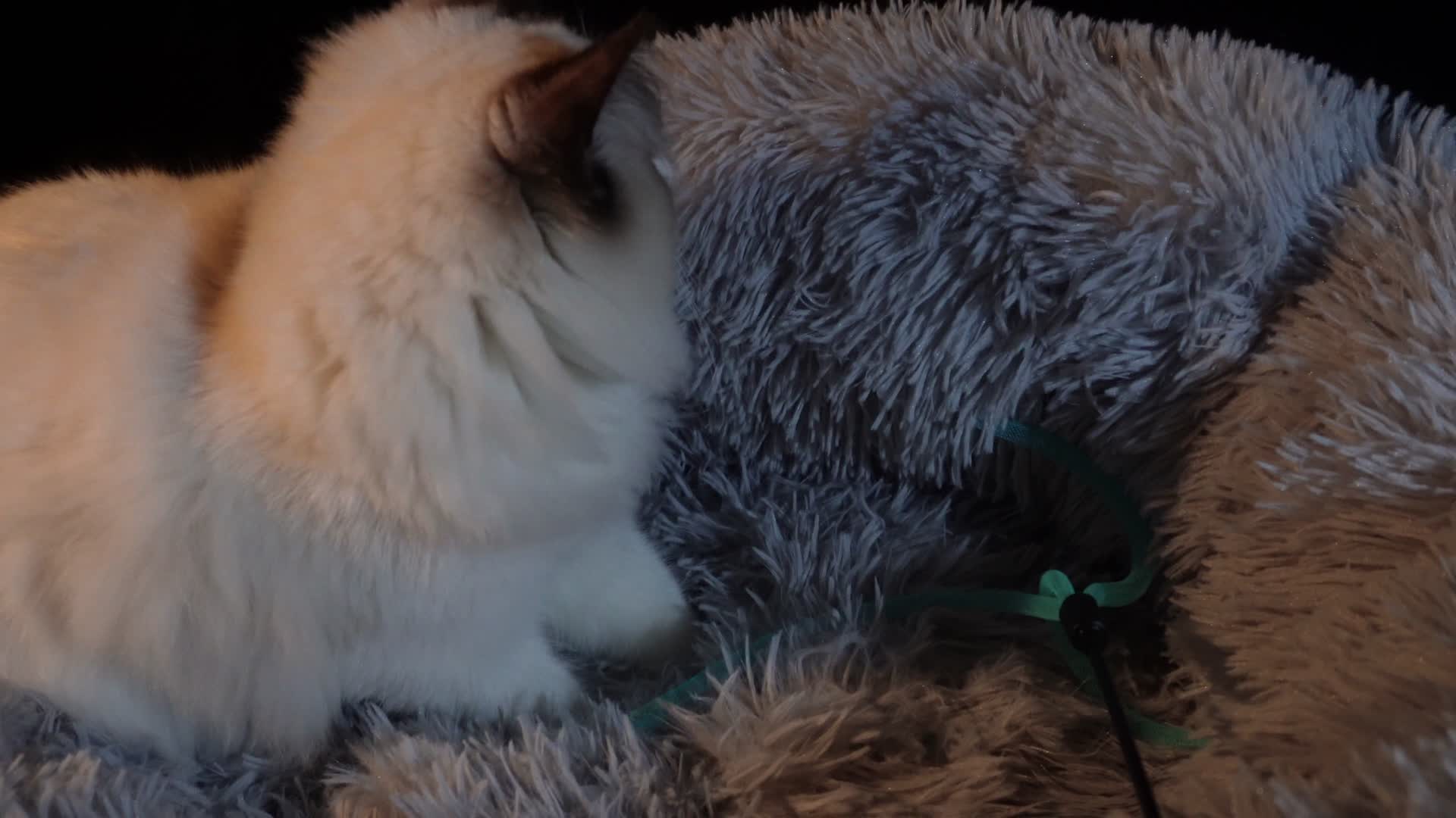 猫窝里趴卧的布偶猫视频的预览图