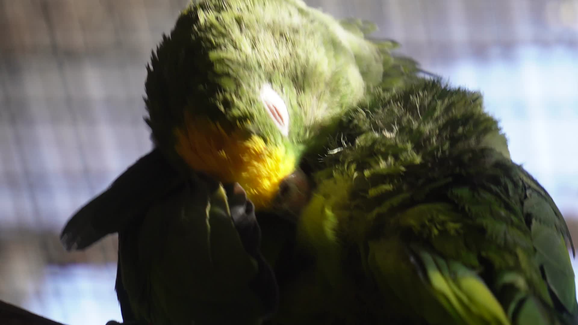 绿色鹦鹉和尚鹦鹉宠物鸟视频的预览图