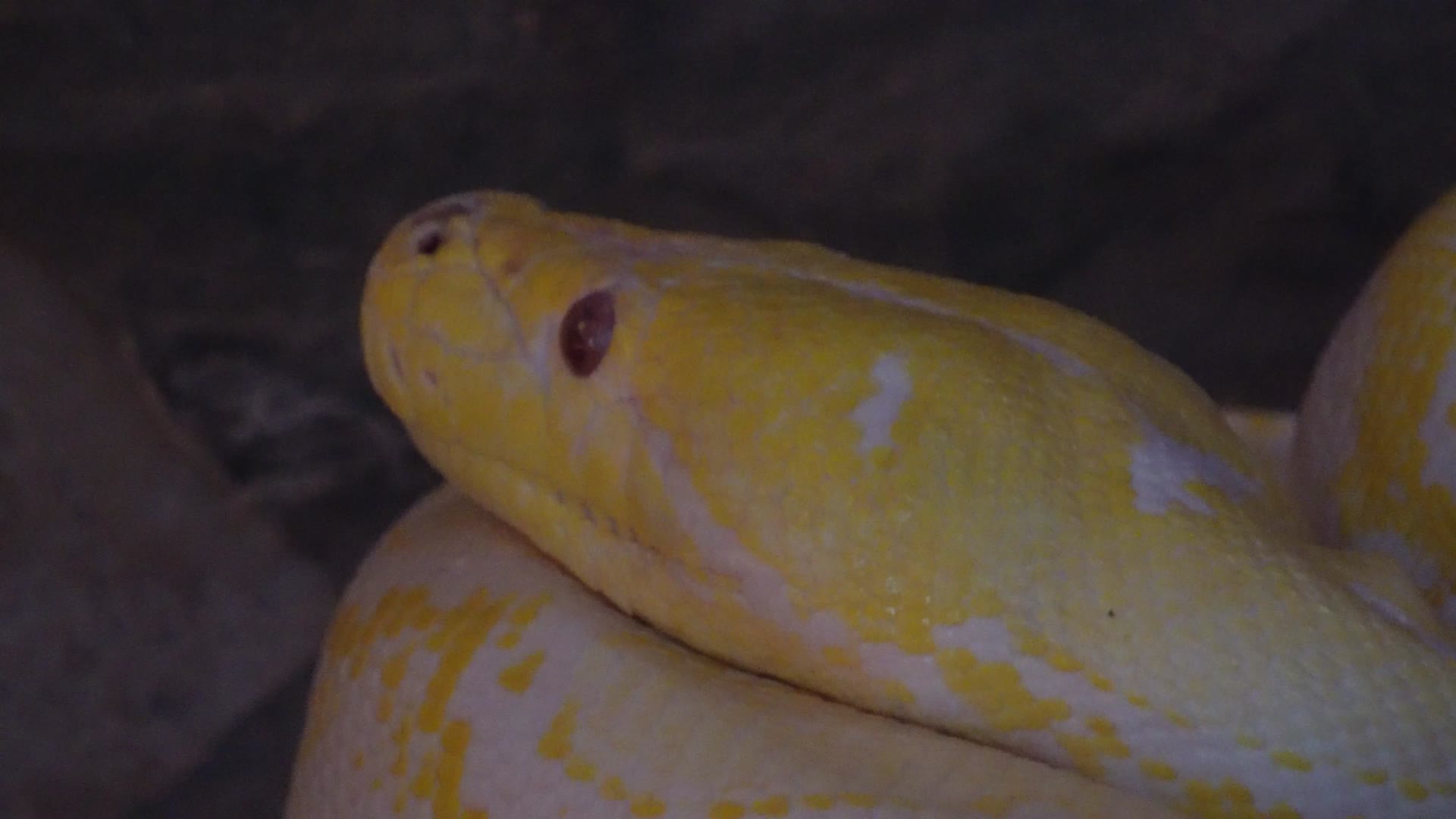 蟒蛇球蟒黄金蟒特写视频的预览图
