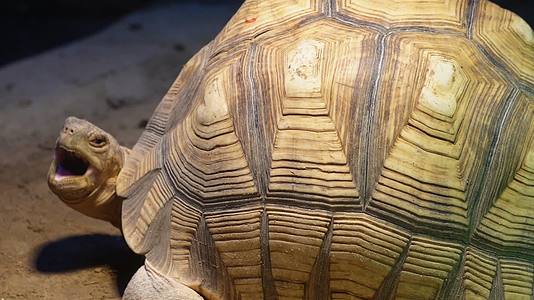 爬行动物象龟宠物龟长寿坚硬外壳视频的预览图