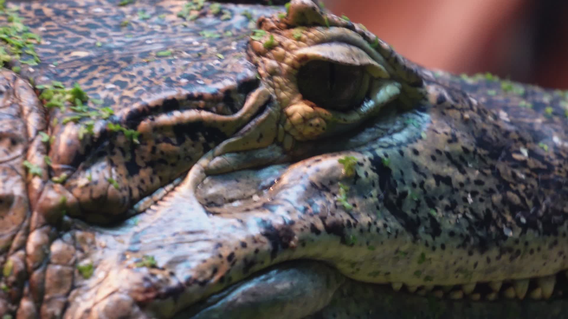 爬行两栖动物鳄鱼特写视频的预览图