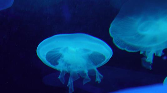 瘤手水母海底世界深海水母视频的预览图