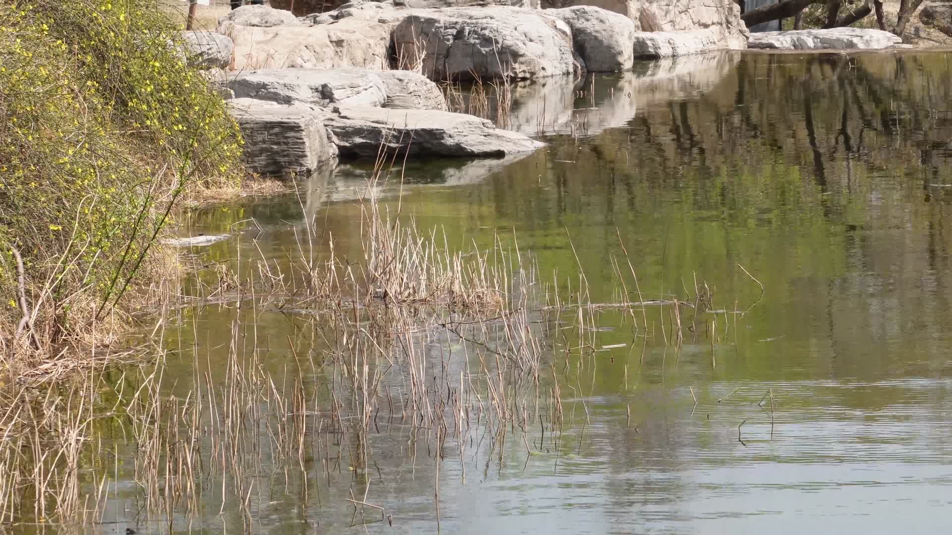 旅游湖水湖边植物游客游览视频的预览图
