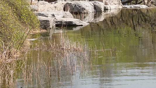旅游湖水湖边植物游客游览视频的预览图