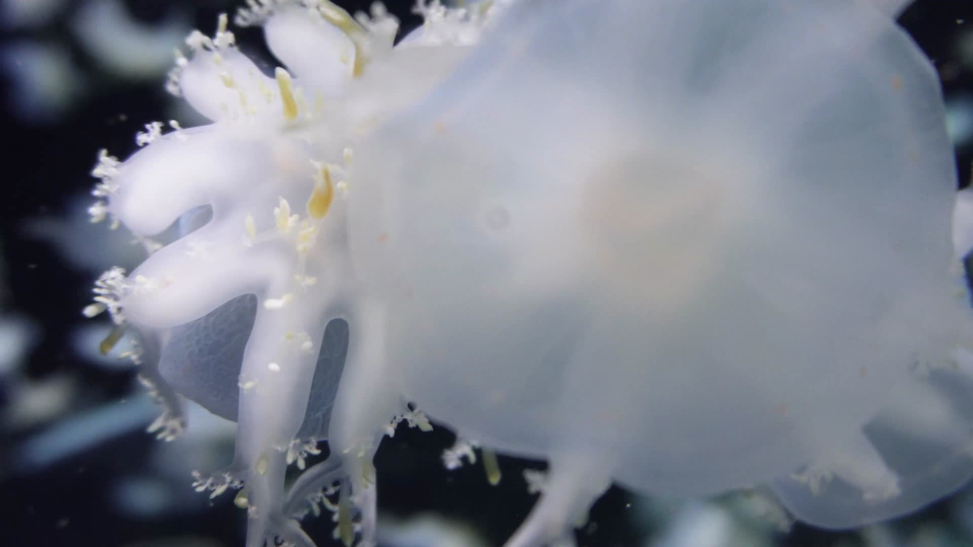漂浮的倒立水母触角海蜇视频的预览图