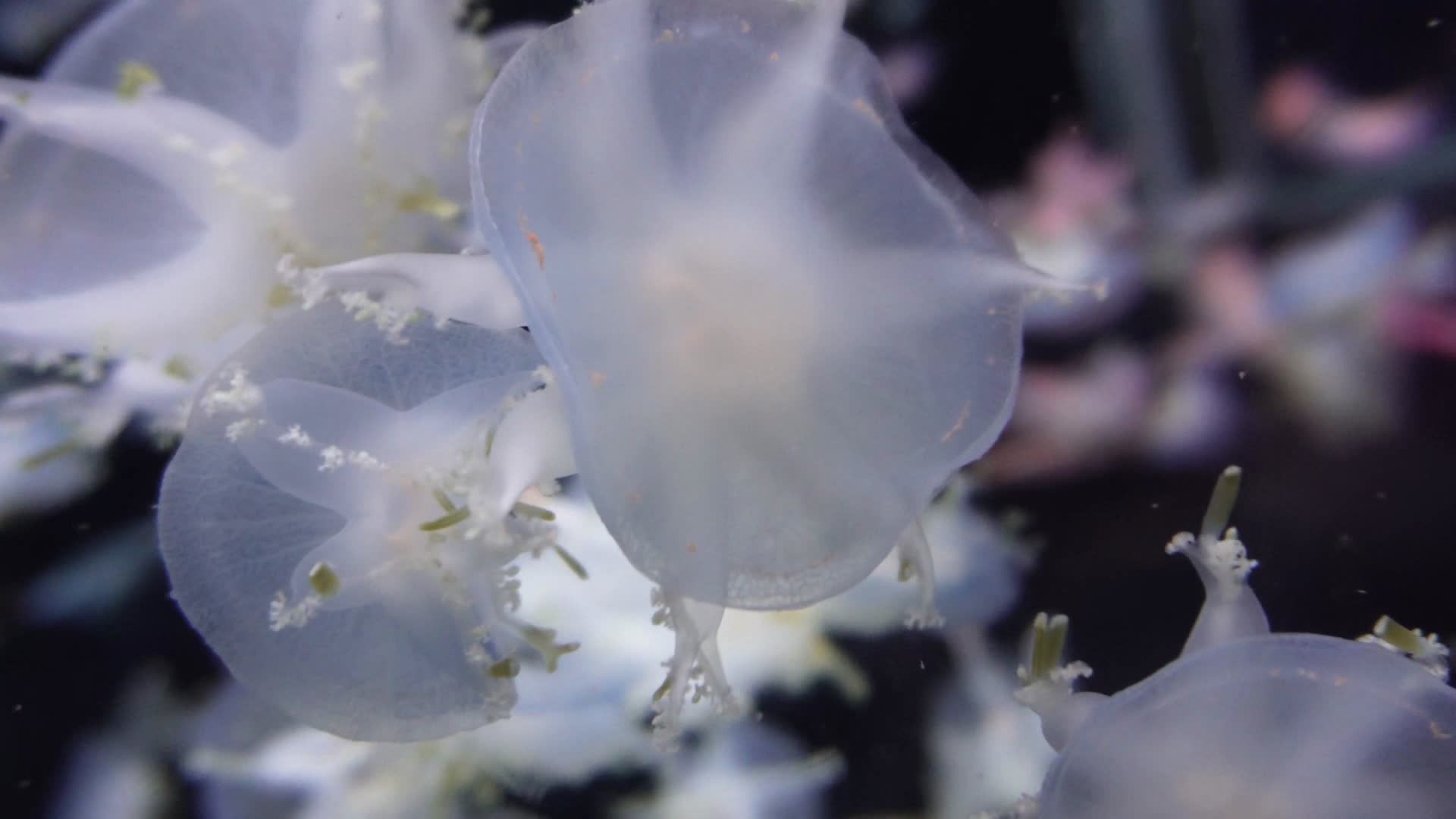 漂浮的倒立水母触角海蜇视频的预览图