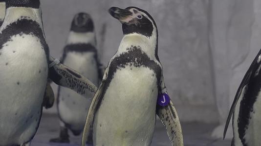 南极企鹅站立海洋馆动物园视频的预览图