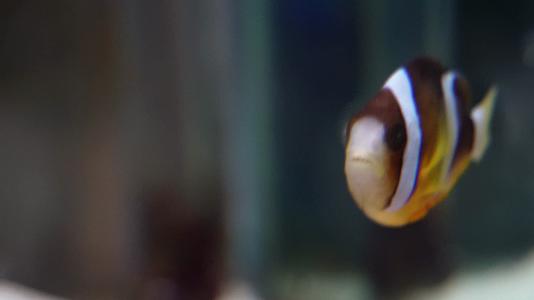 尼莫小丑鱼海洋奇遇记视频的预览图