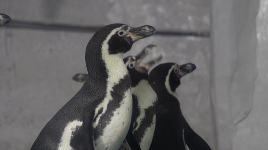 南极企鹅站立海洋馆动物园视频的预览图