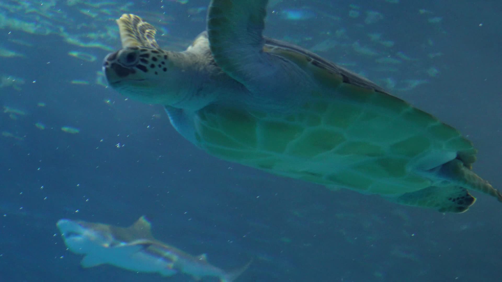 深海海龟乌龟水龟海底视频的预览图