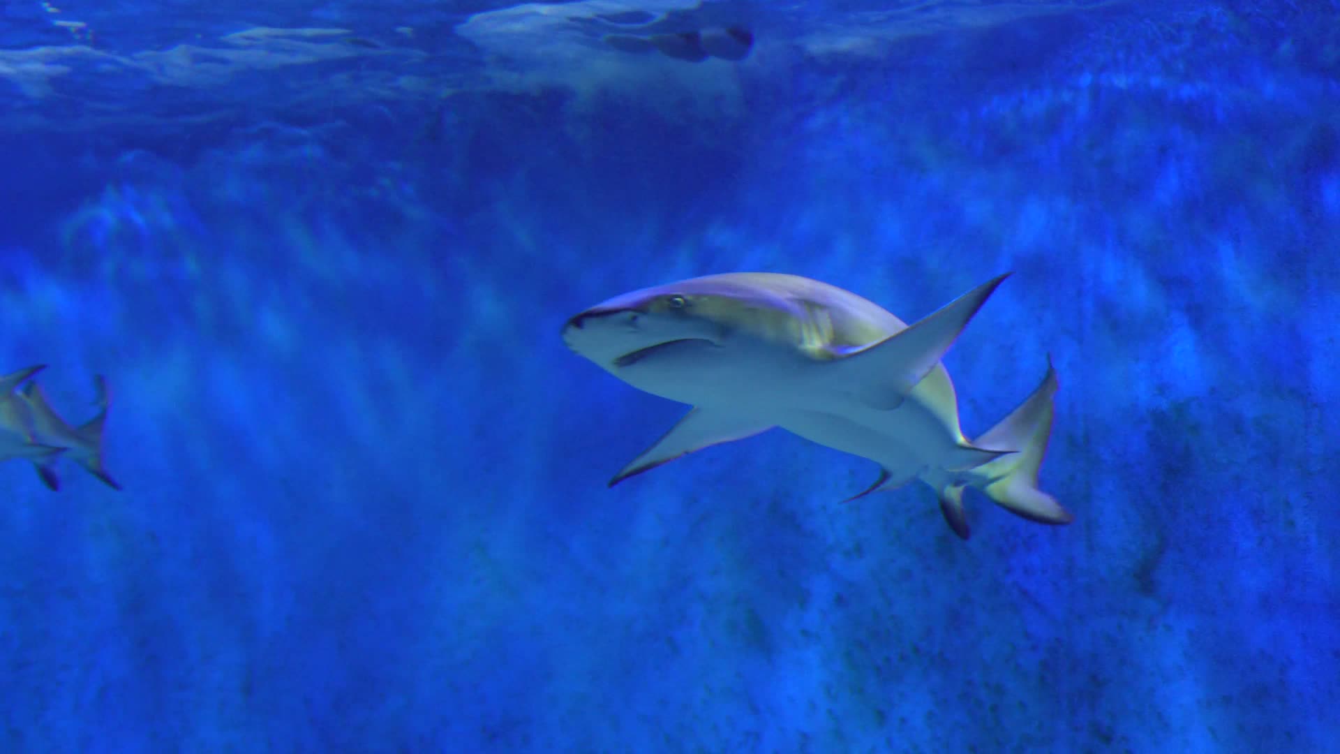 鲨鱼大白鲨凶猛鱼类深海视频的预览图
