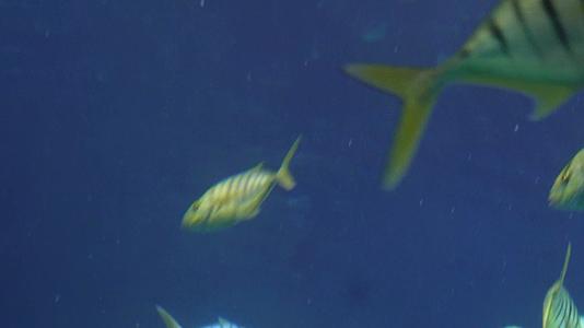 热带鱼观赏鱼深海鱼海洋馆视频的预览图