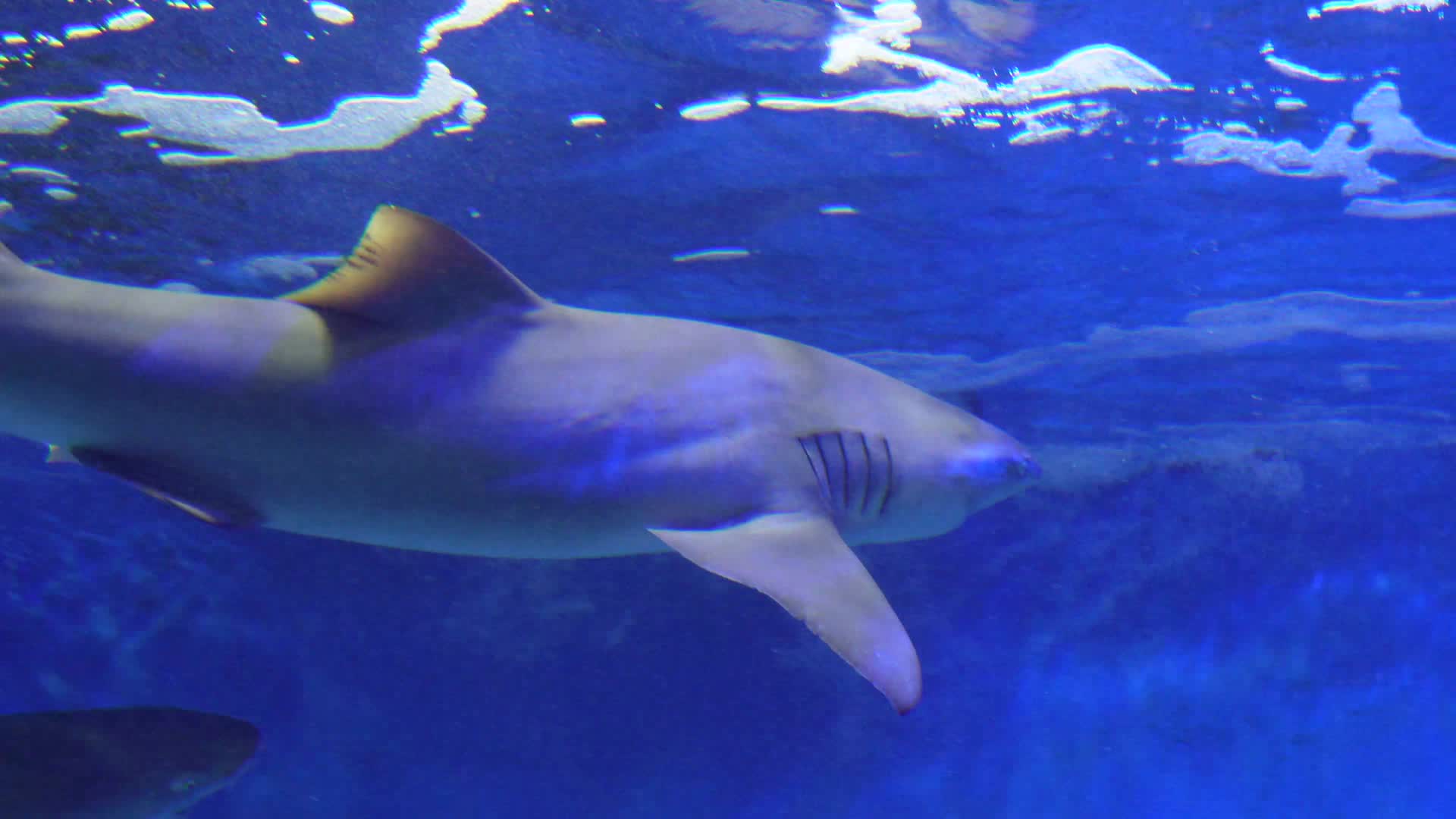 鲨鱼大白鲨凶猛鱼类深海视频的预览图