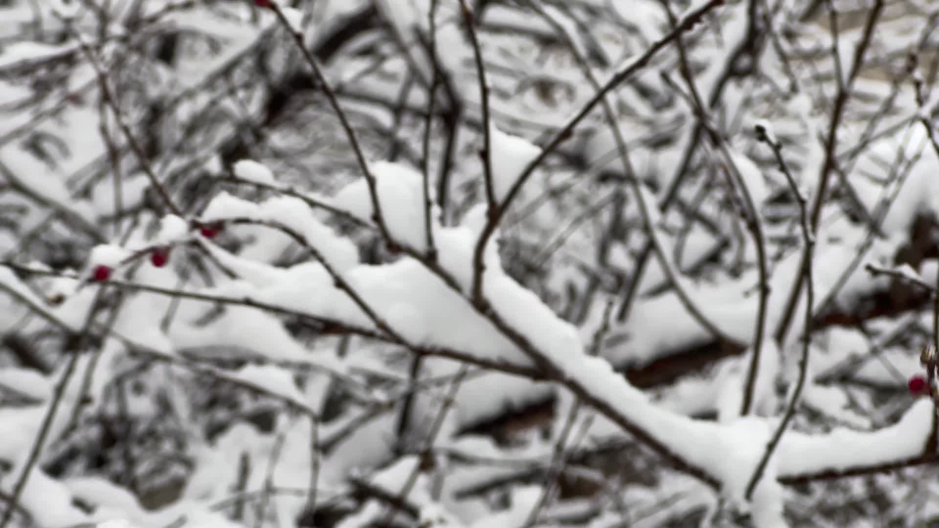 树枝上的积雪雪松落雪视频的预览图
