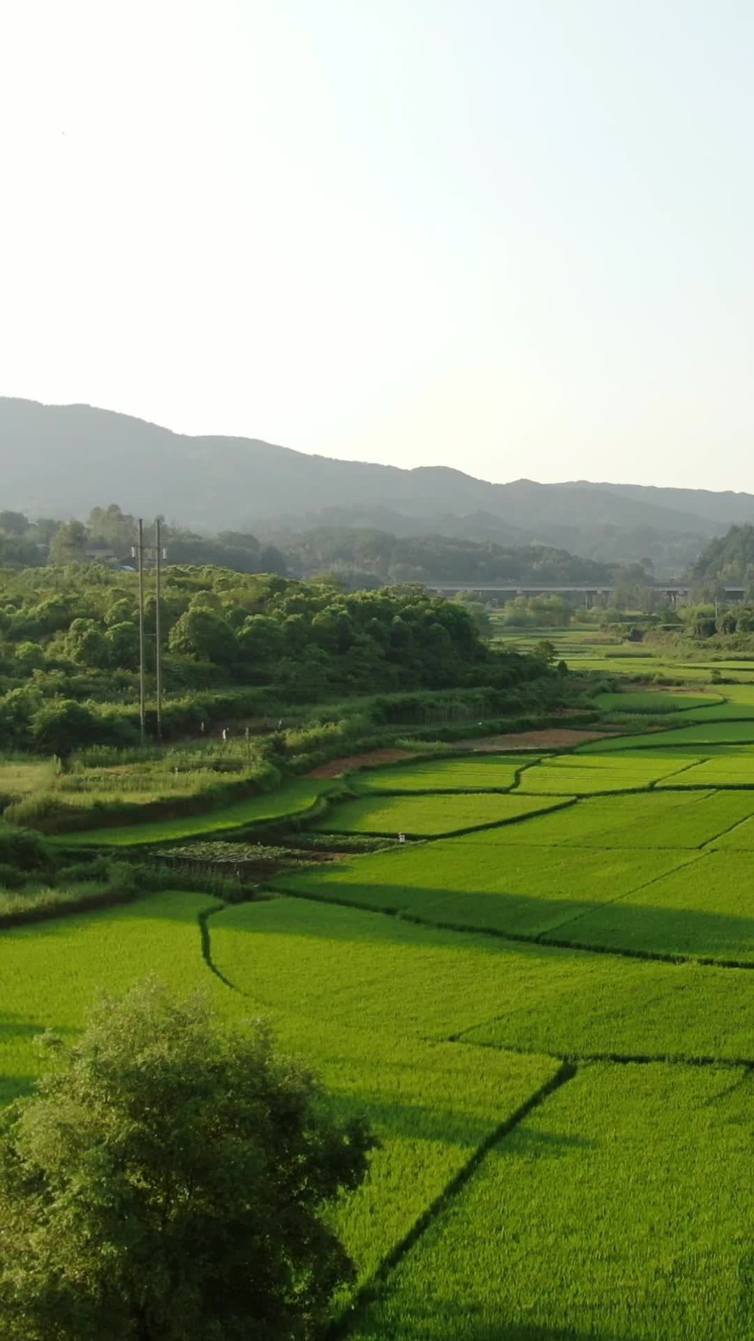 航拍美丽乡村绿色农田农业种植视频的预览图