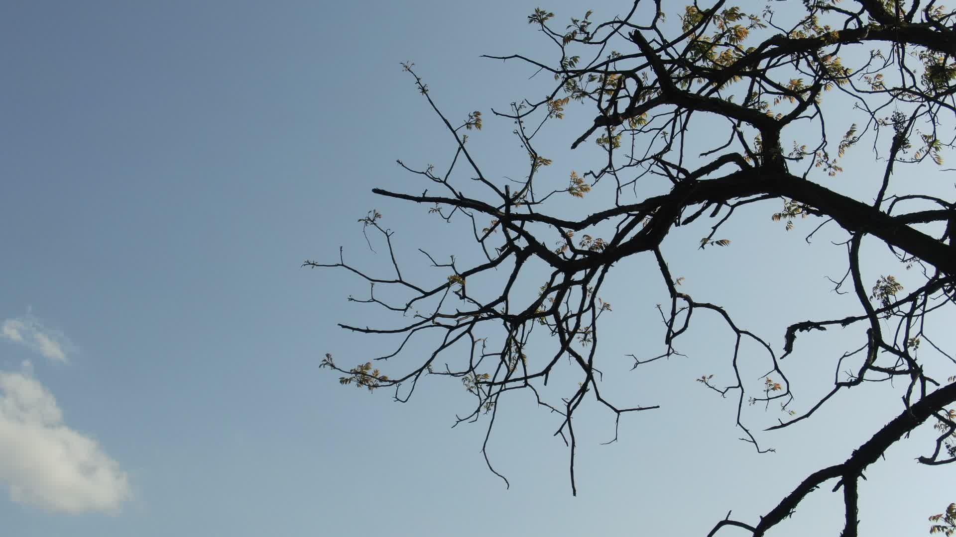 蓝天下发芽树枝树叶实拍视频的预览图