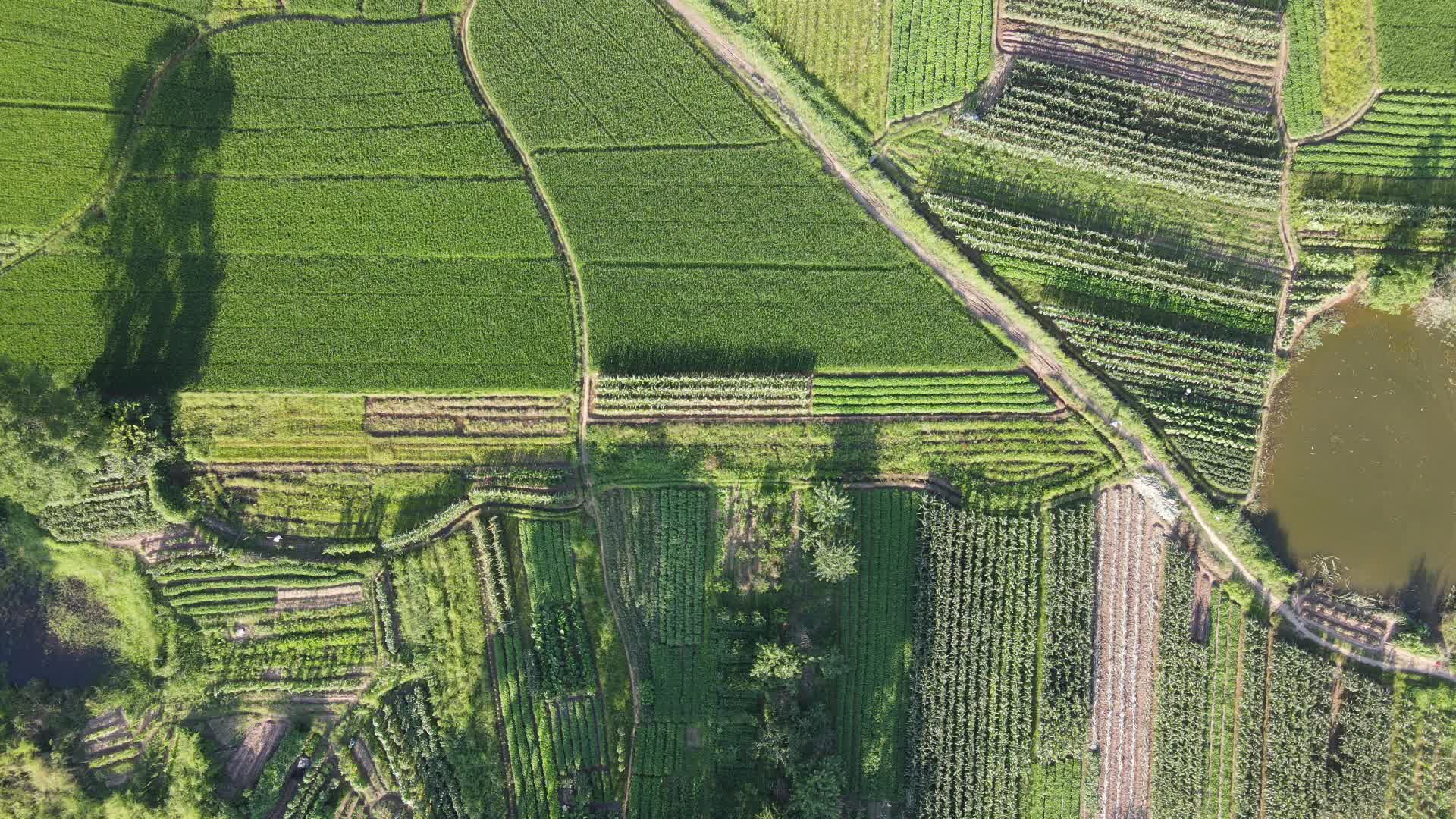 航拍绿色水稻粮食农作物视频的预览图